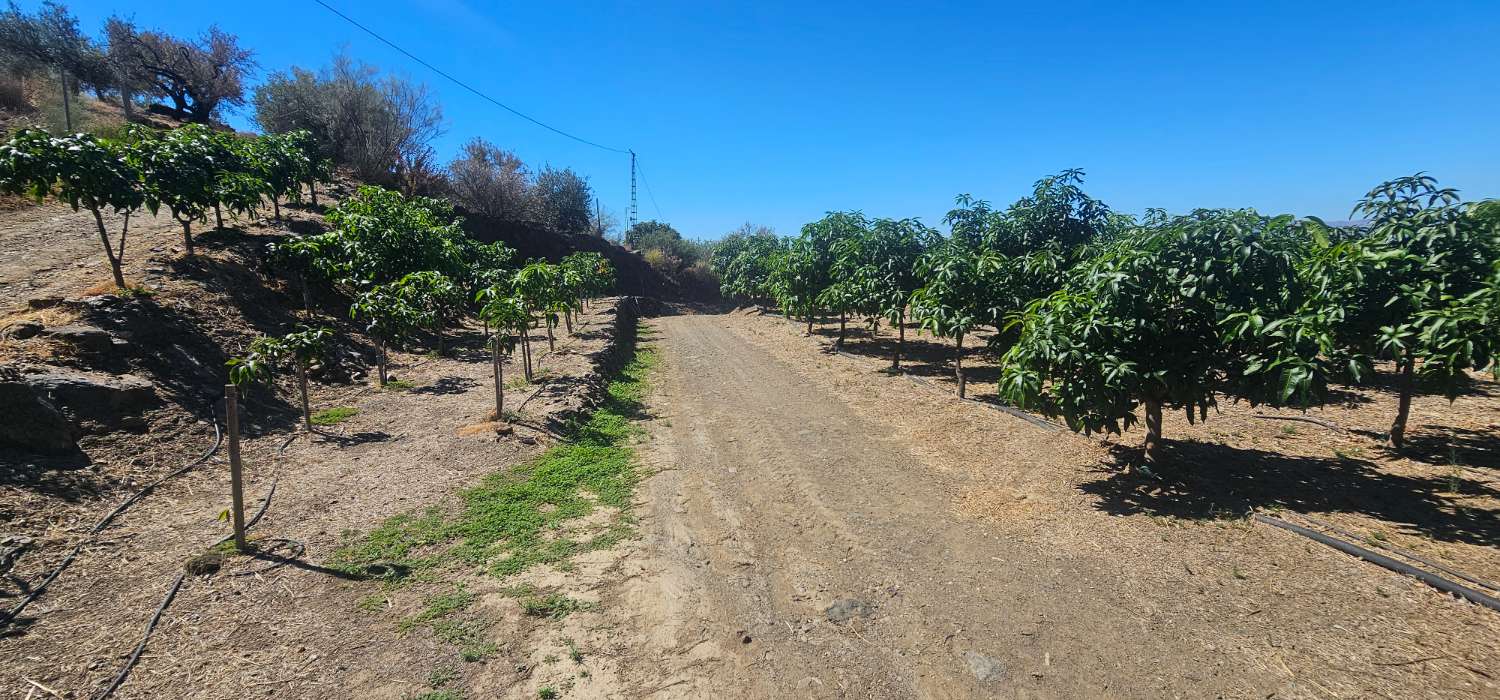 Finca en venta en Norte - Barrio del Pilar - El Reñidero (Vélez-Málaga)