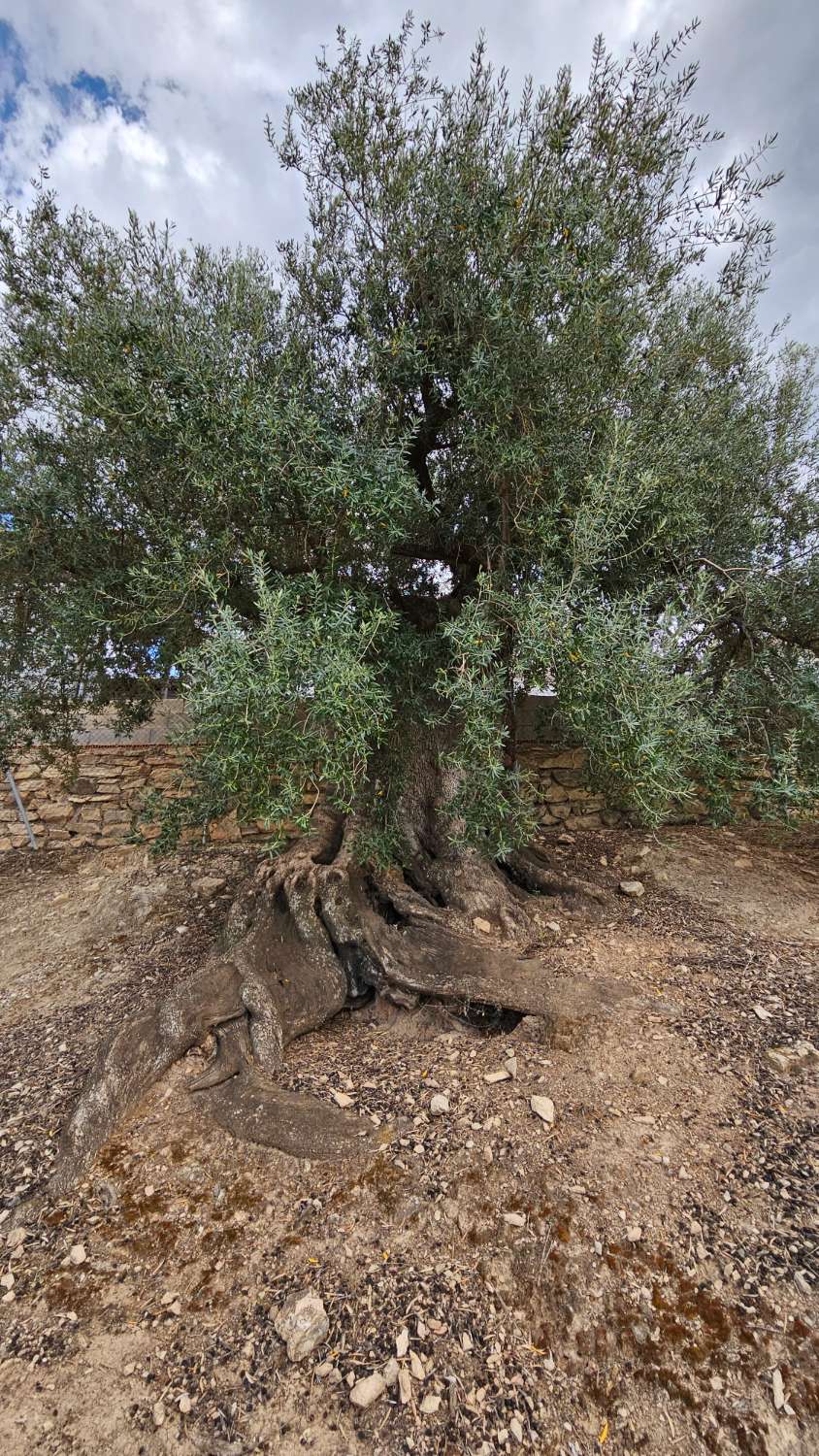 Txaleta salgai in Viñuela