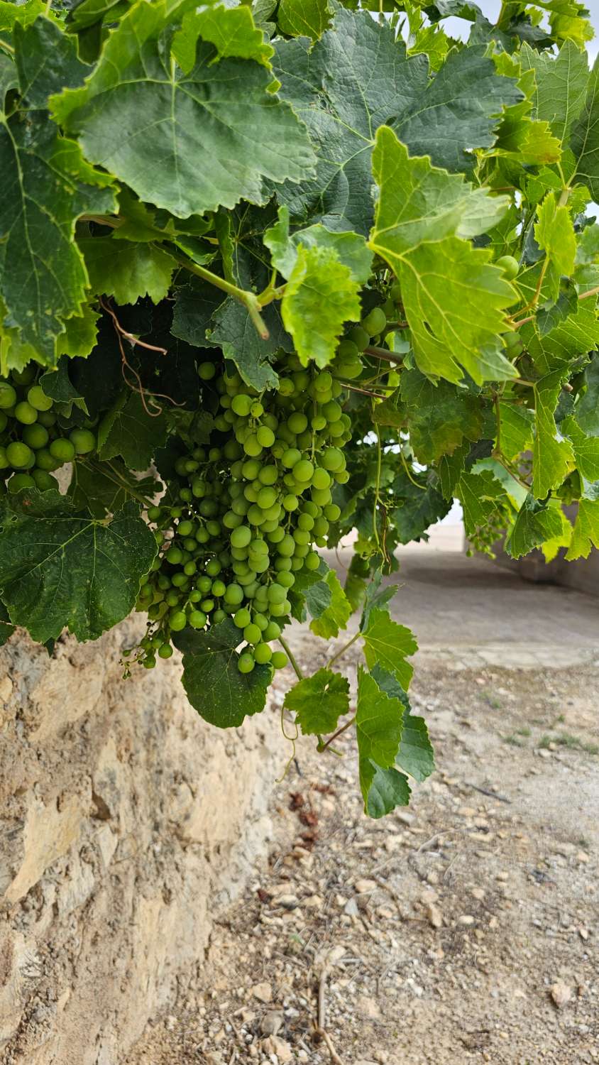 Txaleta salgai in Viñuela