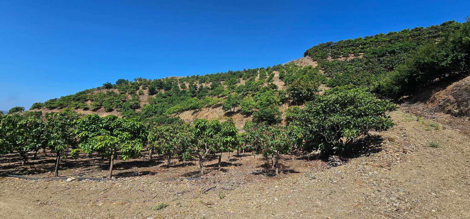 Finca en venta en Camino Algarrobo - Las Arenas (Vélez-Málaga)