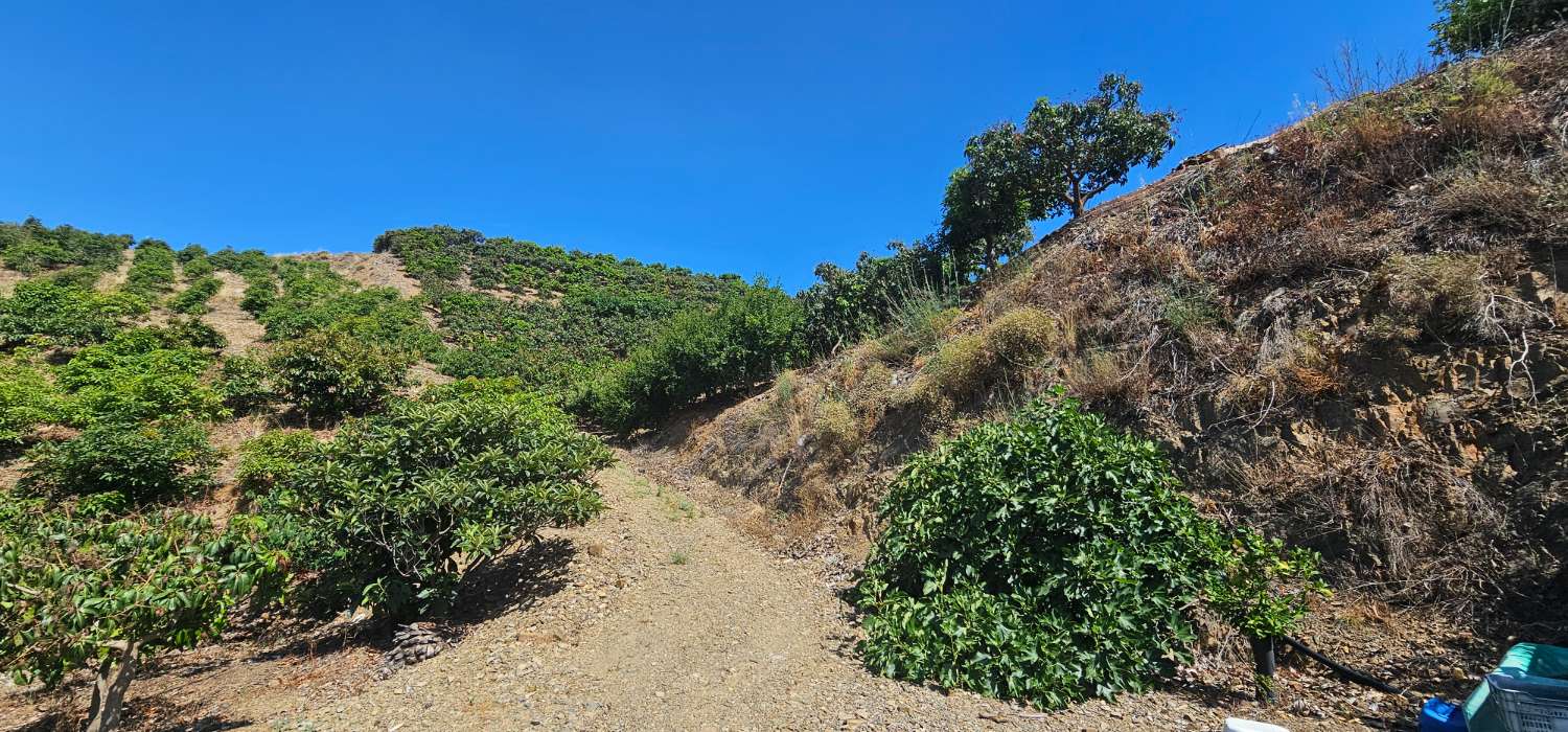 Finca en venta en Camino Algarrobo - Las Arenas (Vélez-Málaga)