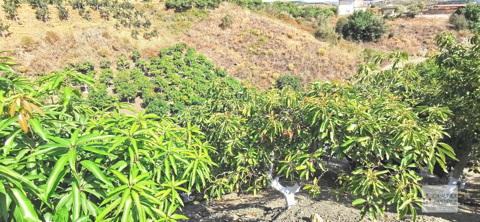 Дом в продаже в Benamocarra