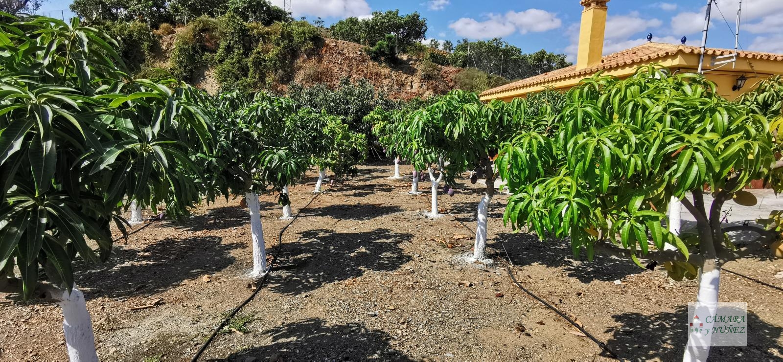 Дом в продаже в Benamocarra